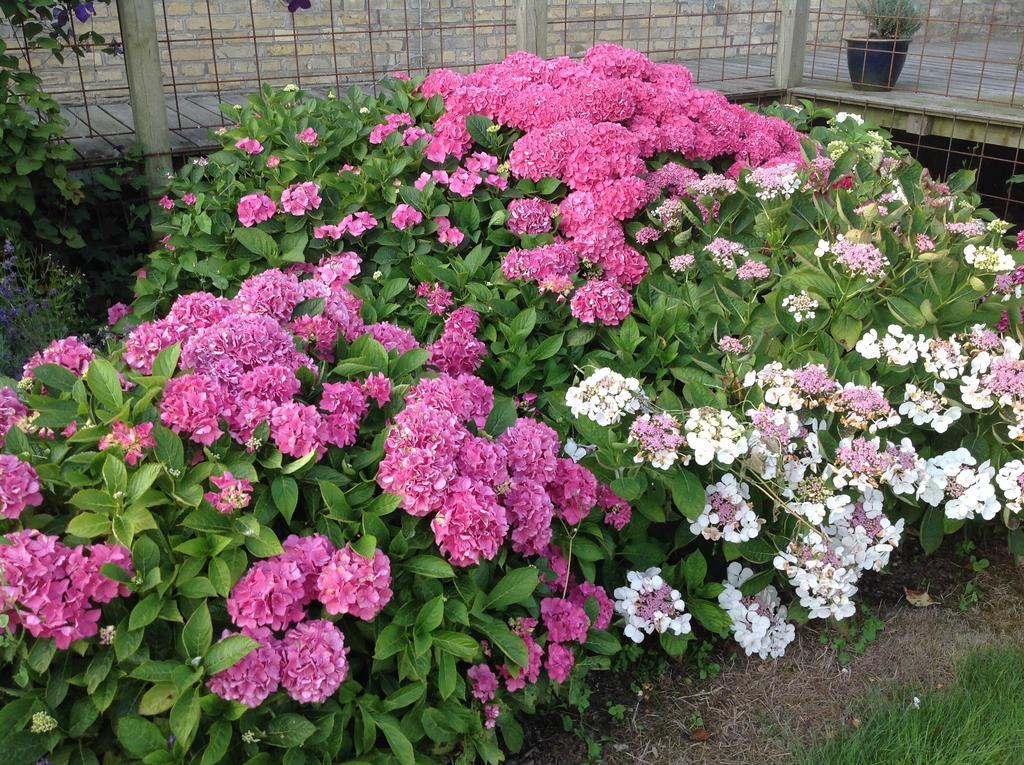 Bogebjerggard Bed & Breakfast Sonderborg Bagian luar foto